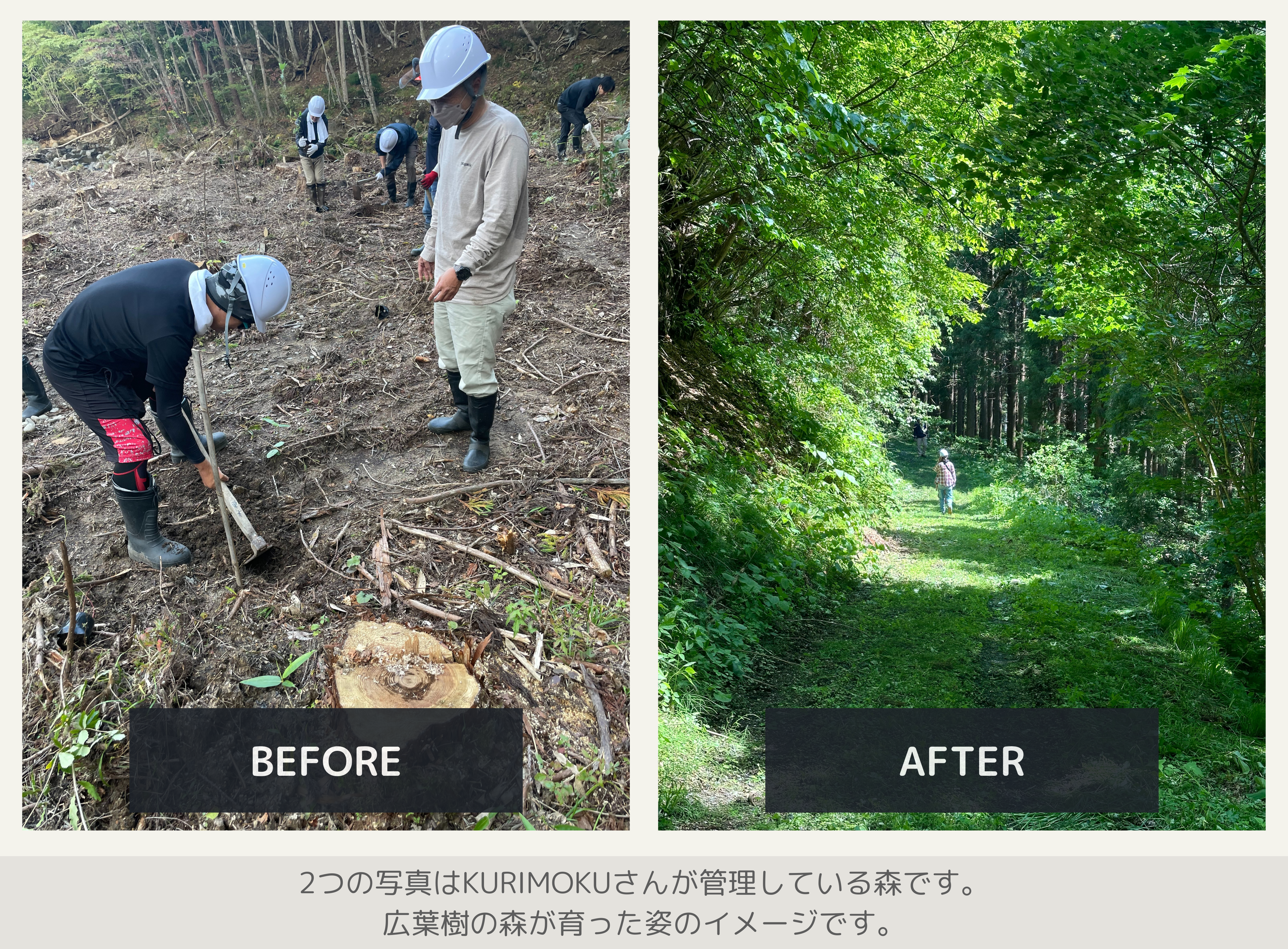 皆さんからお寄せいただいた寄付によって、今回植樹を実施するNPO法人エコラ倶楽部と、木の手入れをするKURIMOKUの木こりの皆さんが、しっかりと地面に根を張った自然の森として育てていきます。

TADORiでは植樹から森の手入れ、育っていく過程の森のお写真等、自然の森に育っていく過程を記事として掲載いたします。
寄付いただいた皆様に記事として現地の様子をお届けいたしますので、楽しみにお待ちください。


■[NPO法人エコラ俱楽部](https://www.ecoraclub.org/)とは？
学び楽しみながら、森の豊かさを感じ、森と人のつながりの大切さを伝えるNPOです。

■[株式会社KURIMOKU](https://www.kurikomakunen.jp/) とは？
木を「育てる」から「作る」までを一貫した事業体制の会社です。
